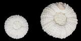 Flat: Assorted Echinoderm (Sea Urchin) Fossils - Pieces #92175-4